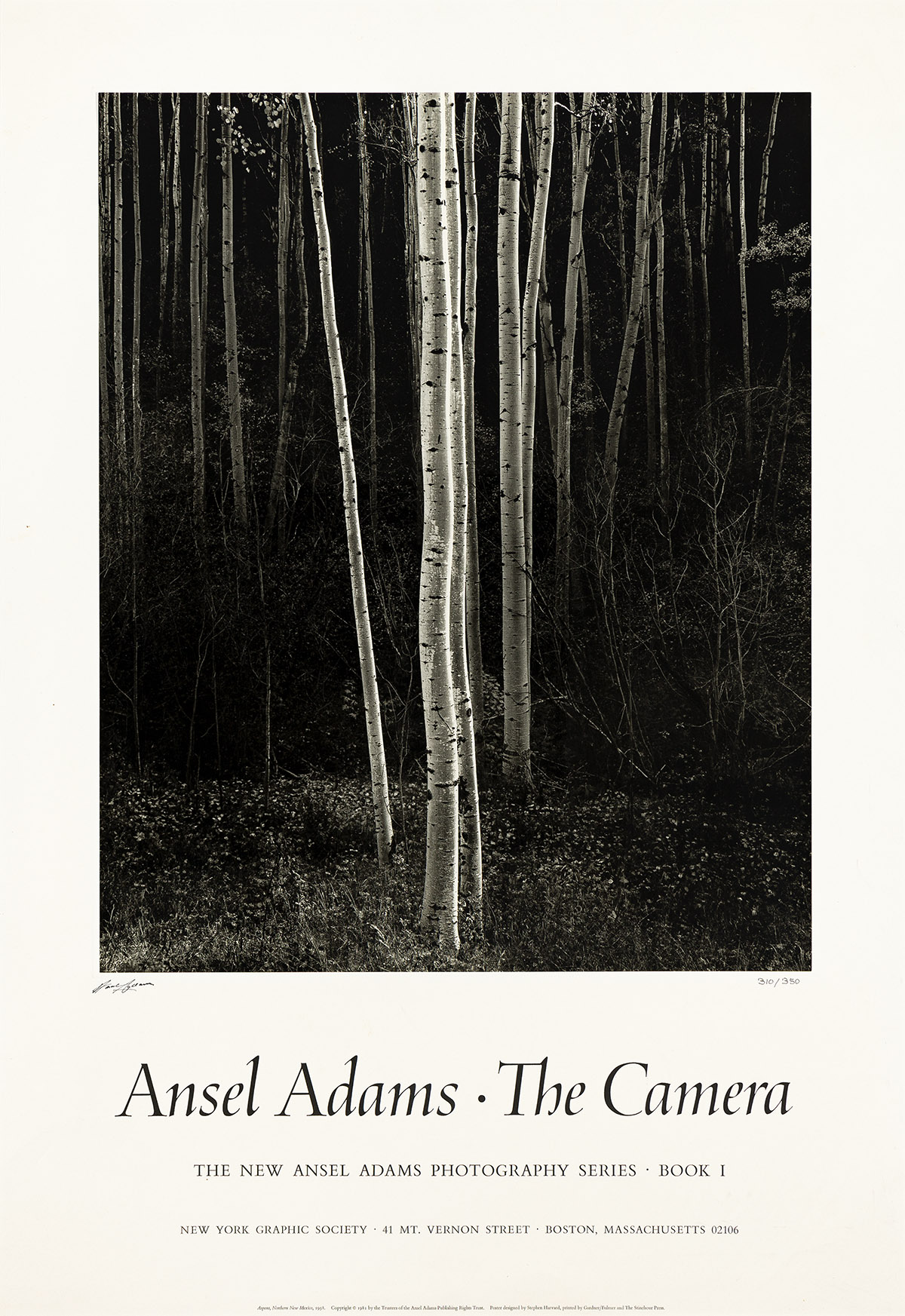 ANSEL ADAMS (1902-1984) Aspens, Northern New Mexico.